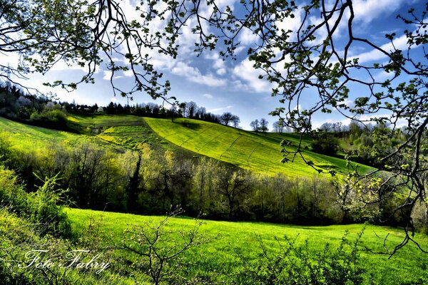 Spring field in the village, where there is a lot of greenery