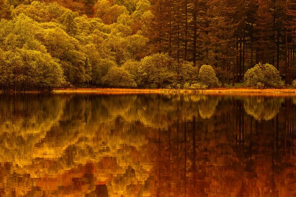 Reflection of the forest in the lake