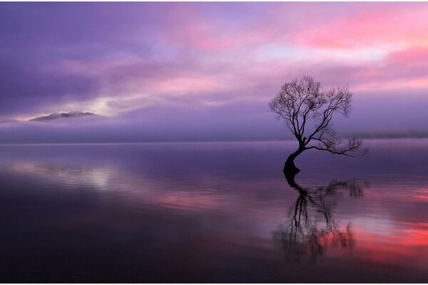 A lonely tree at sunset