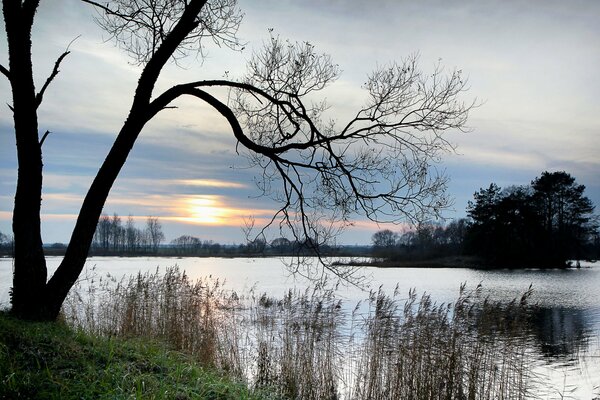 Abendsee mit einsamem Baum