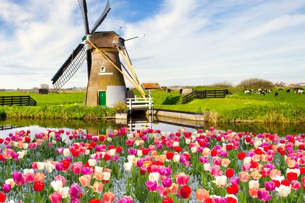 Antiguo molino en el campo entre los tulipanes brillantes