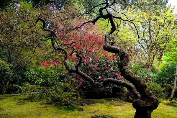 Zakrzywione drzewo w ogrodzie japońskim