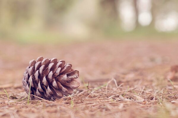 Macro shooting of a pine cone
