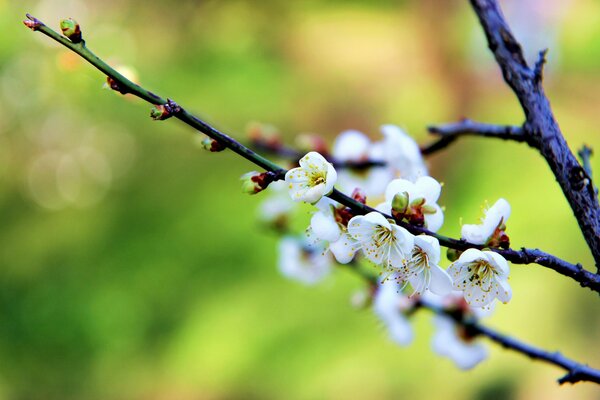 Im Frühling blühender Pflaumenzweig