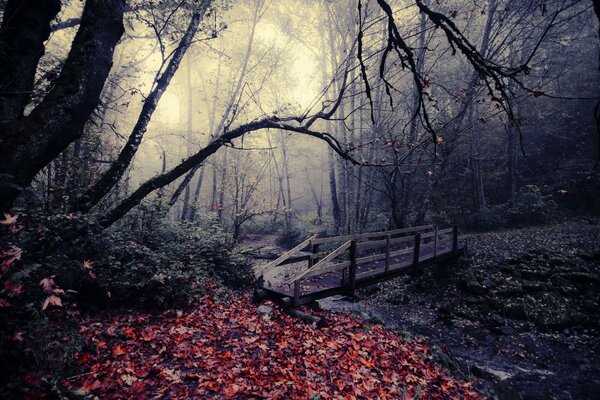 Red leaves in a deserted forest