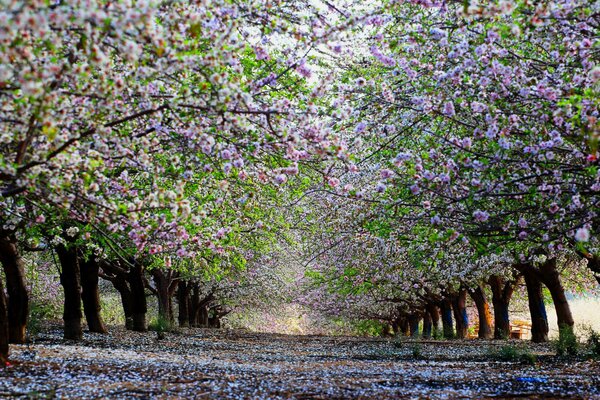 Природа, весенние деревья вишни, цветение и аллея