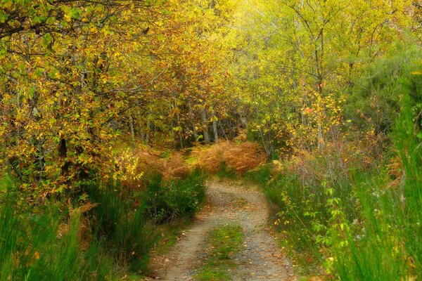 Camino estrecho en el bosque de otoño