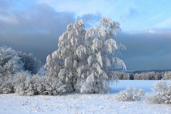 Winter Trees in silver frost