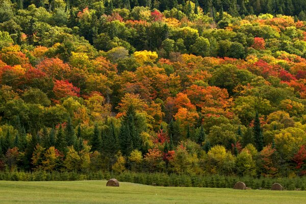 Colorful trees in autumn near the field