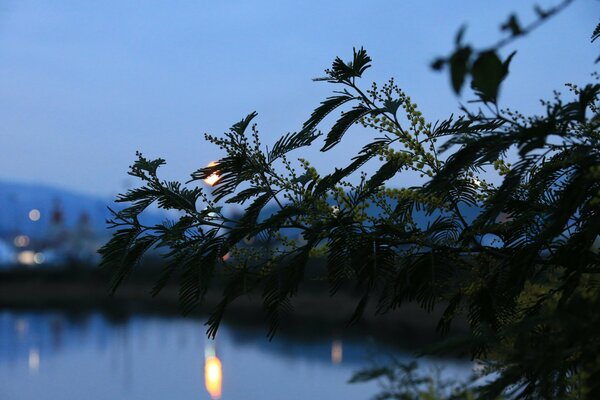 Evening view of the lake through a branch