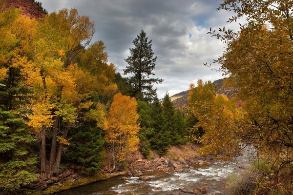 Autumn trees in the forest by the river