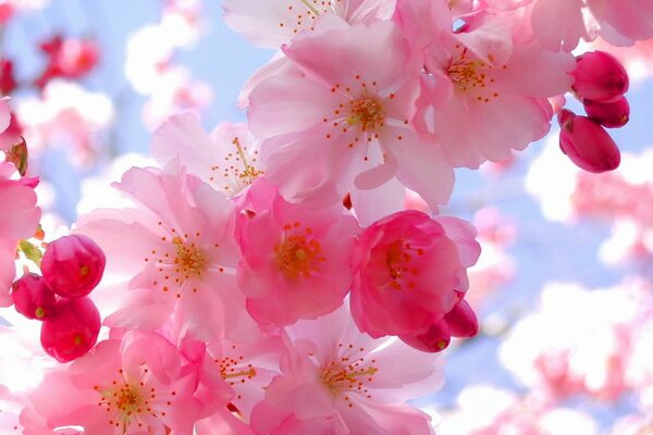 Beautiful need pink flowers on the sky background