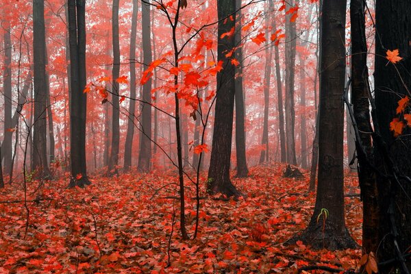 Herbstlicher roter Wald im Nebel