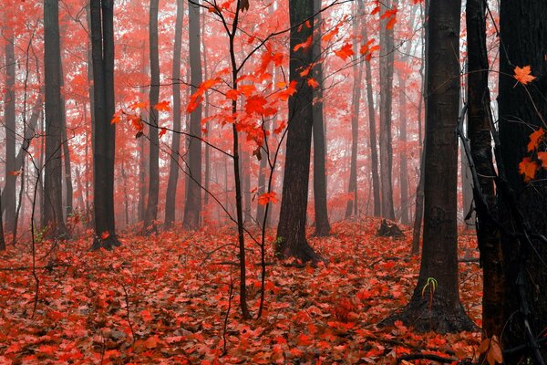 Bosque rojo de otoño en la niebla