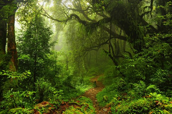 Árboles verdes y matorrales en la selva