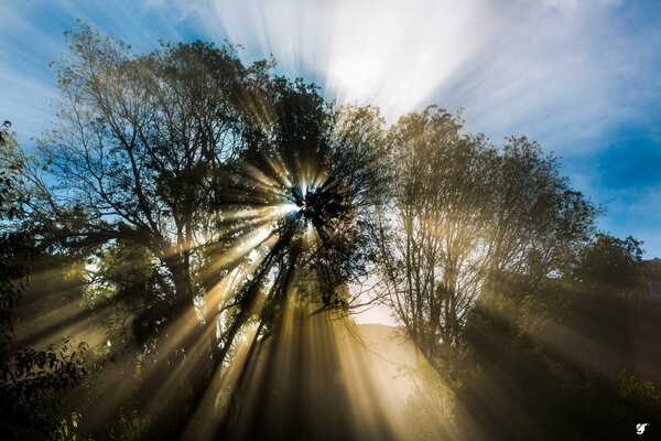Nature, spring trees, sun rays