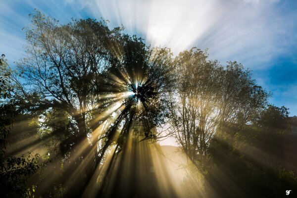 Naturaleza, árboles de primavera, rayos de sol