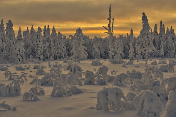 Winter morning in a snowy forest