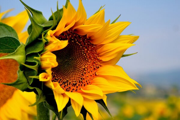 Sunflower with seeds in the field in summer