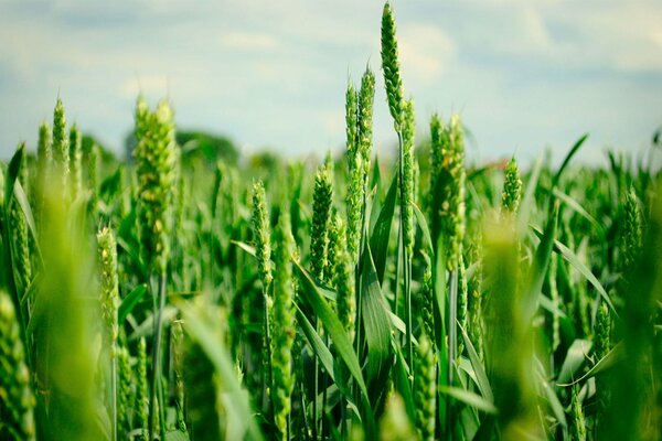 El trigo verde crece en el campo