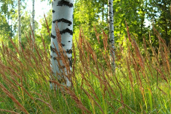 Gros plan de tronc de Bouleau dans l herbe