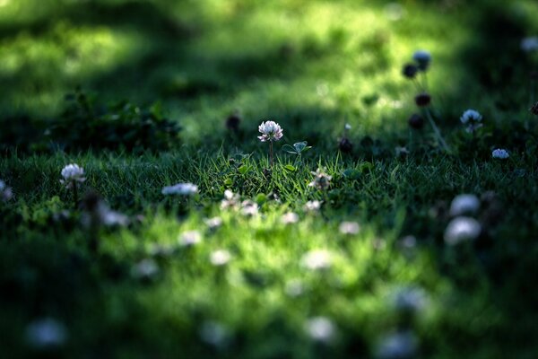 A green lawn of grass and clover