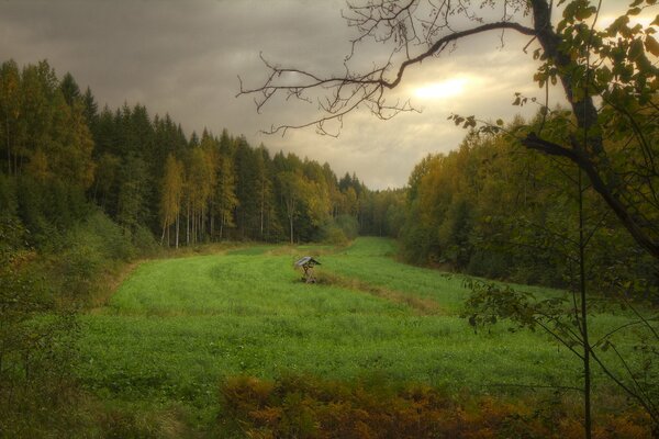 Cloudy autumn day in the clearing