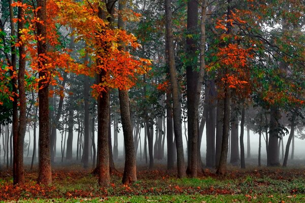 Niebla espesa en el bosque de otoño
