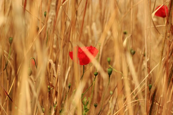 Red poppies in golden wheat