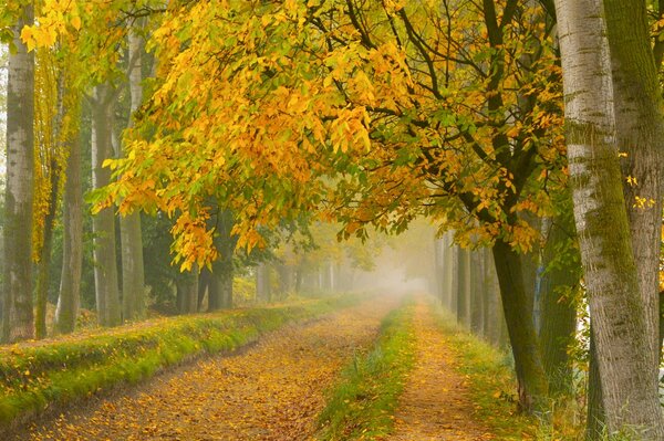 Neblige Straße im Herbstpark