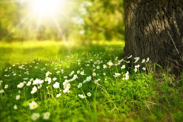 La beauté des fleurs fleuries dans le soleil du matin d été