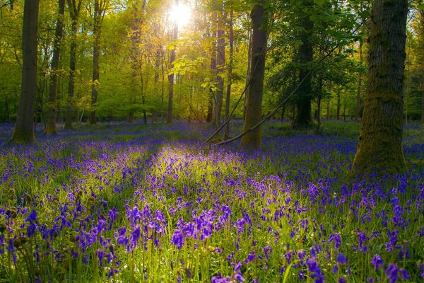 La luz del sol en las flores moradas