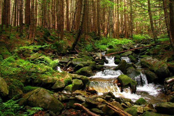 In Ukraine there is a forest stream in the distant thicket of the forest