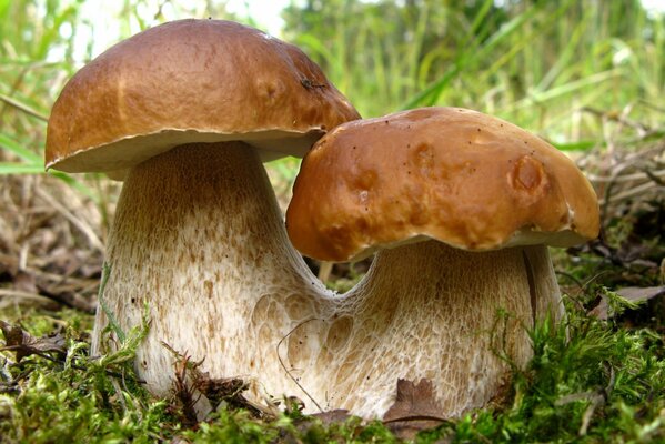 Zwei verwachsene Steinpilze im Gras