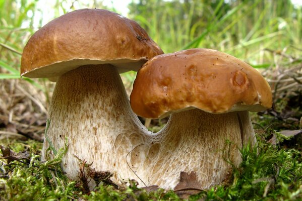 Two fused boletus mushrooms in the grass