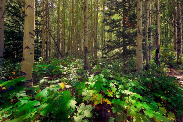 Sonniger Tag im Espenwald