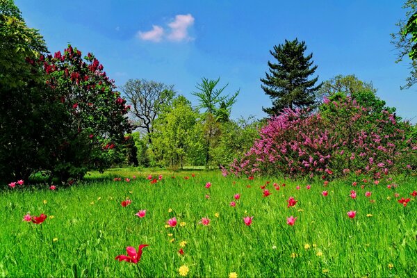 Alberi verdi e fiori sul prato