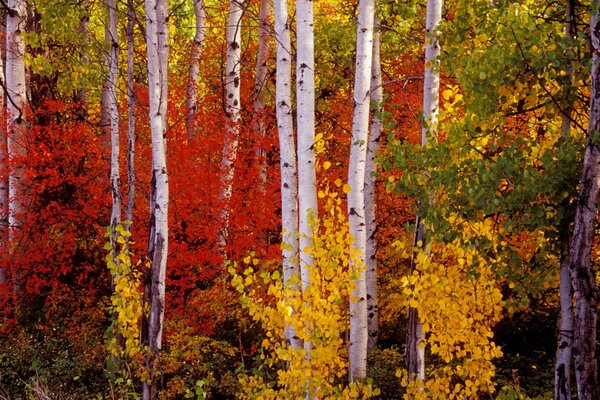 Colores de otoño de la naturaleza