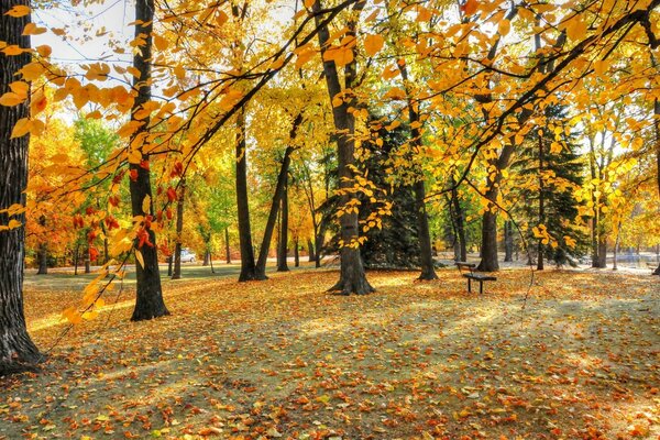 Il y a beaucoup de feuilles dans le parc en automne