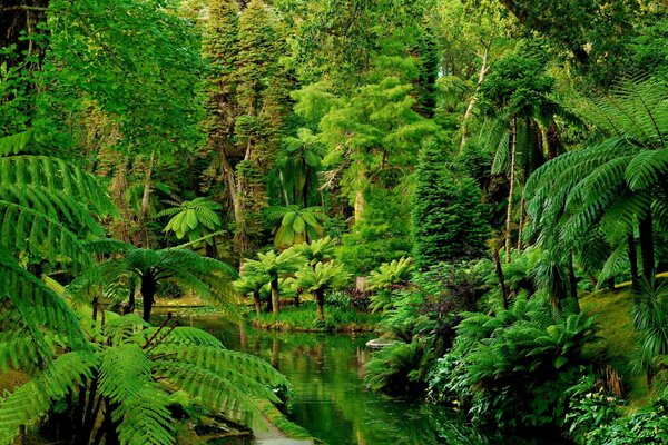 Bosque tropical en Portugal con río