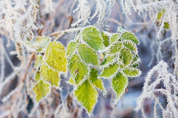 Green leaves on a branch in frost