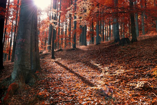 Foresta autunnale come un gatto rosso