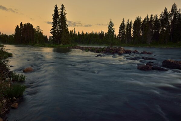 Photo forest of rivers nature