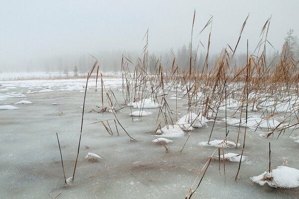 Juncos congelados en invierno en el lago