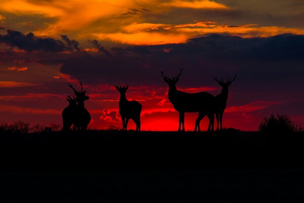 Silhouettes of Deer on the background of a bloody sunset