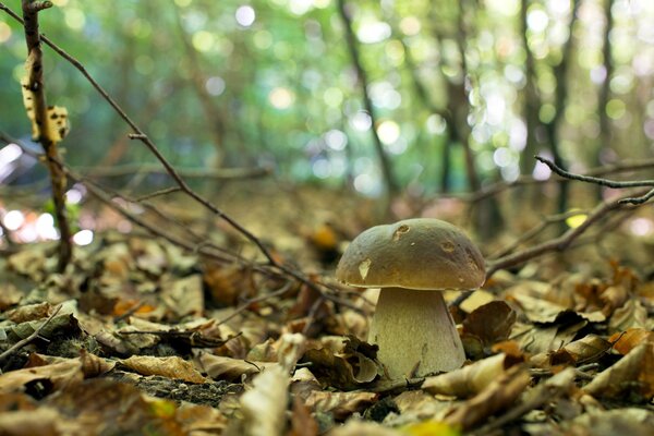 Natura. Funghi nella foresta autunnale