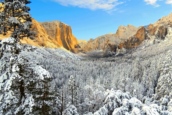 Forêt enneigée au pied des montagnes