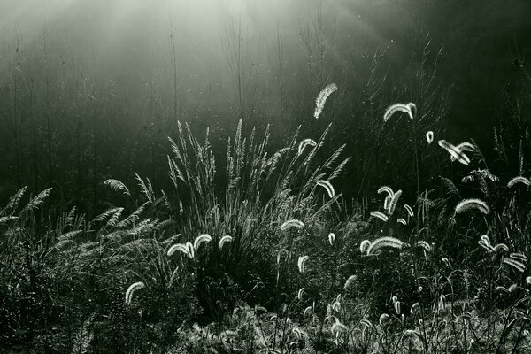 Photos of reeds under bright light