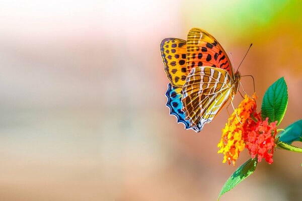 A bright butterfly in a flower