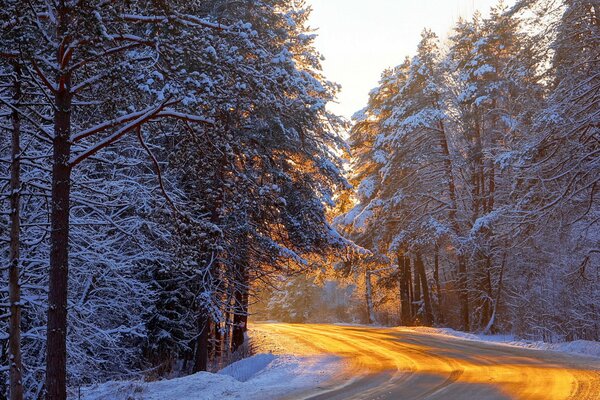 Illuminated road in the winter forest